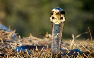 Cobra in a grassy field
