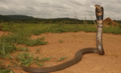 Cobra on red ground in field